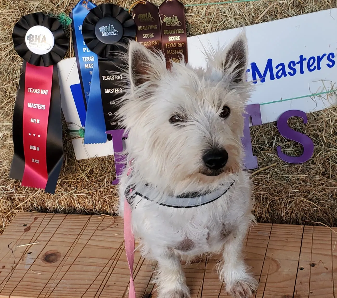 Westies at home in Angleton, Texas