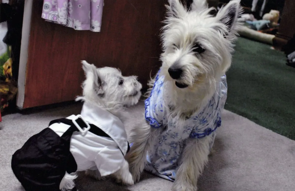 Two Westies dressed up — one in a tuxedo, one in a floral dress