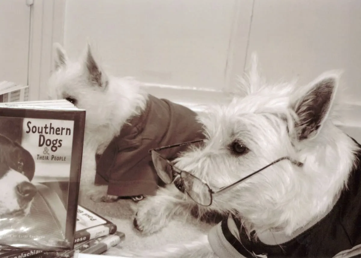 Two Westies with a book titled Southern Dogs & Their People