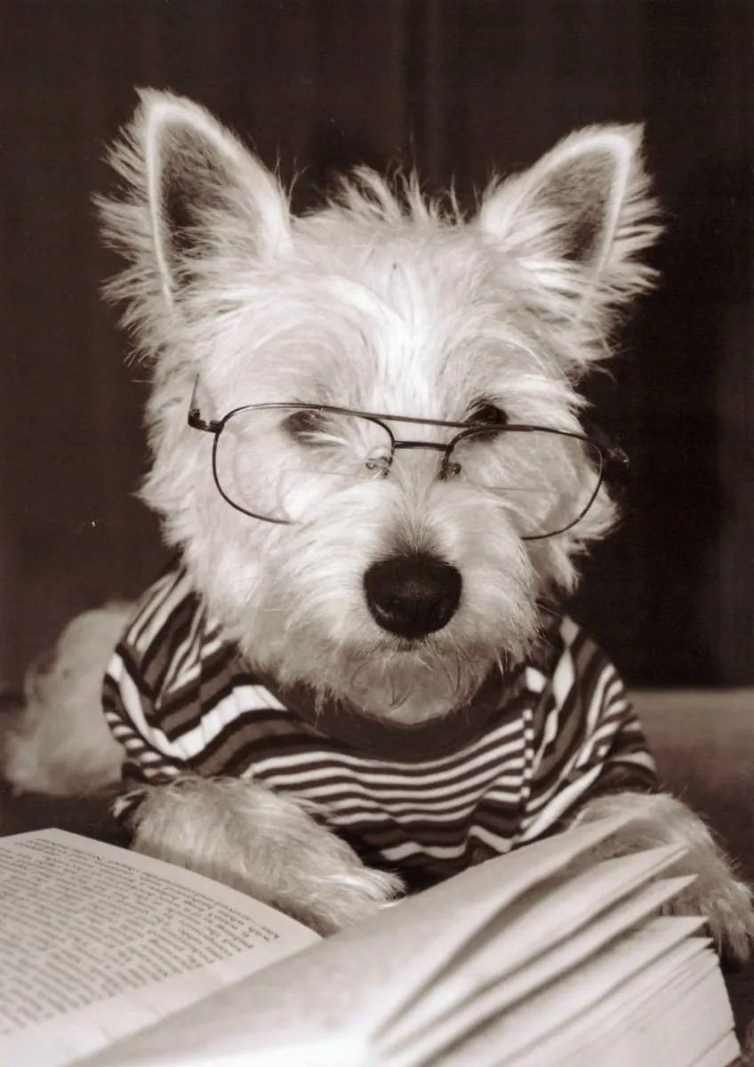Westie wearing glasses and reading an open book