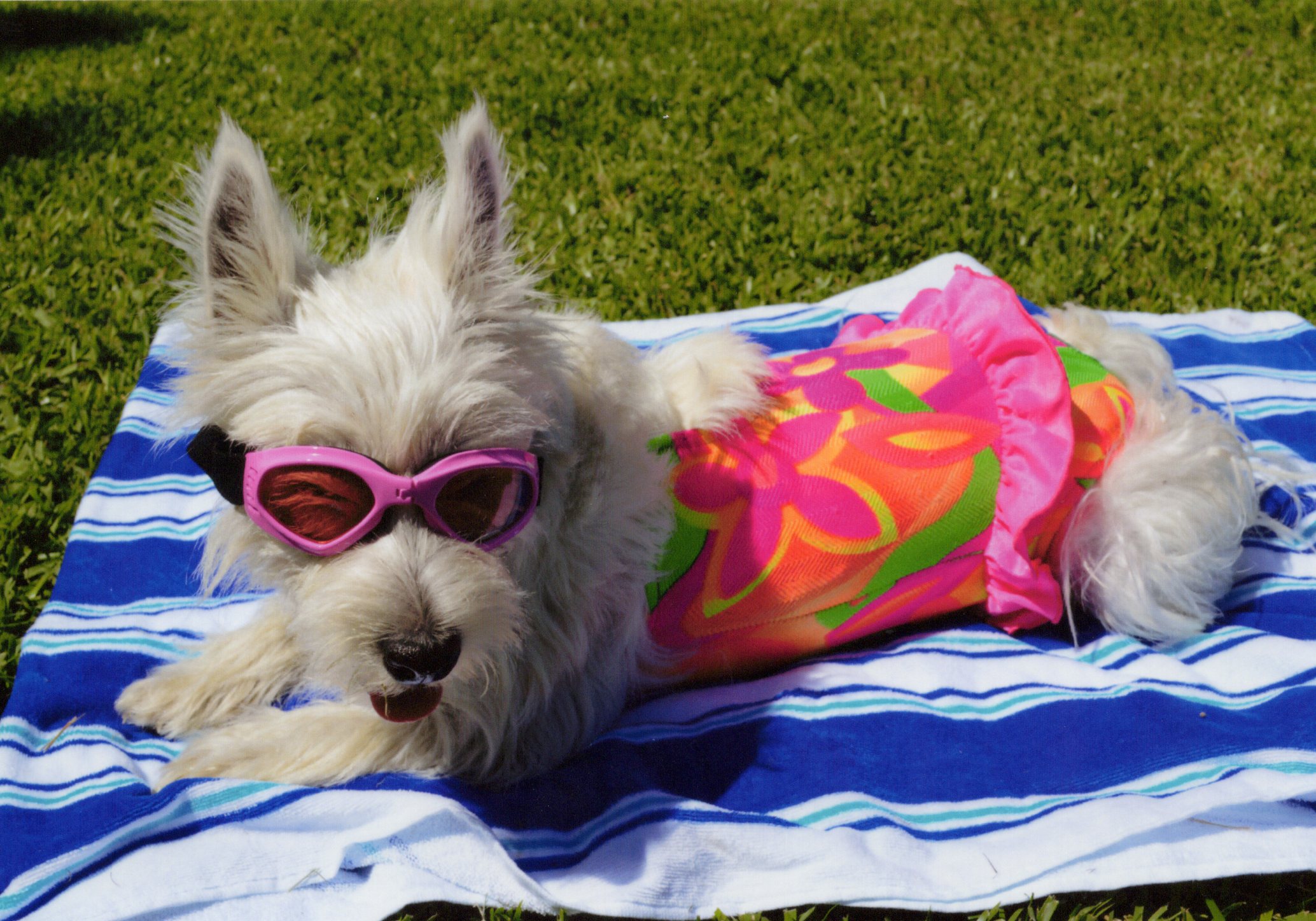 Westie in pink goggles and a floral swimsuit on a beach towel
