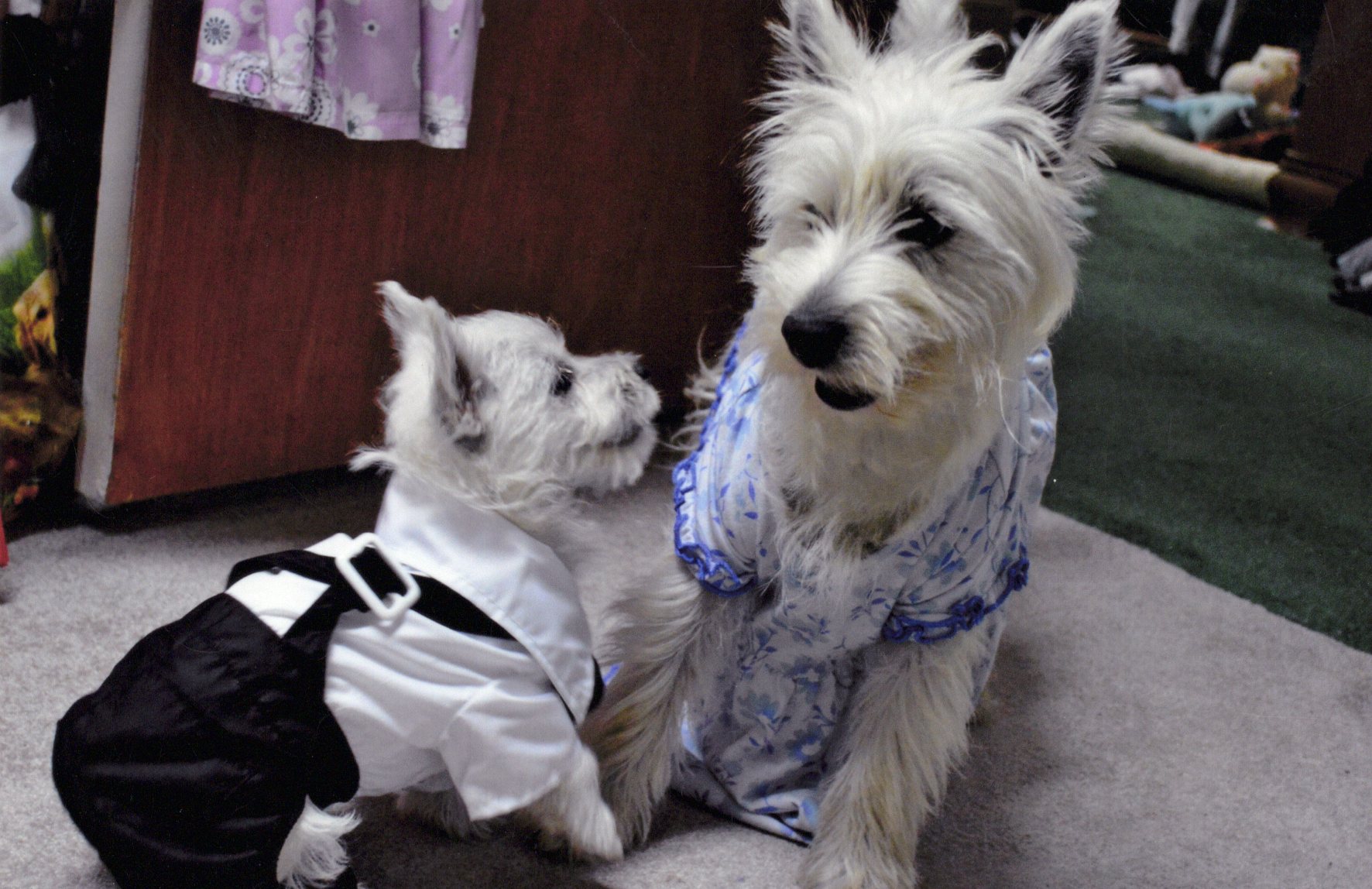 Two Westies dressed up — one in a tuxedo, one in a floral dress