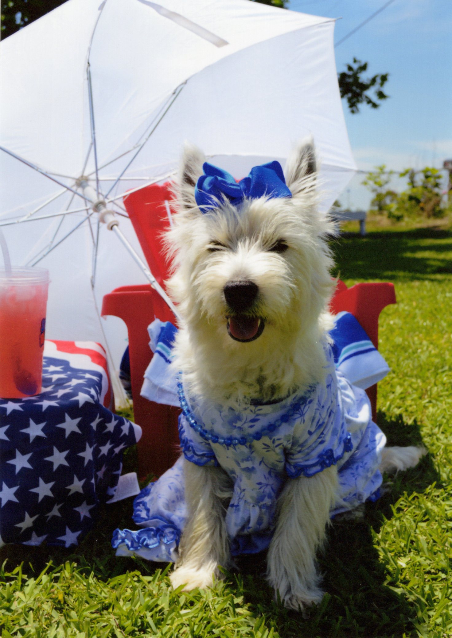 Westie in a blue floral dress and bow at a sunny Texas picnic