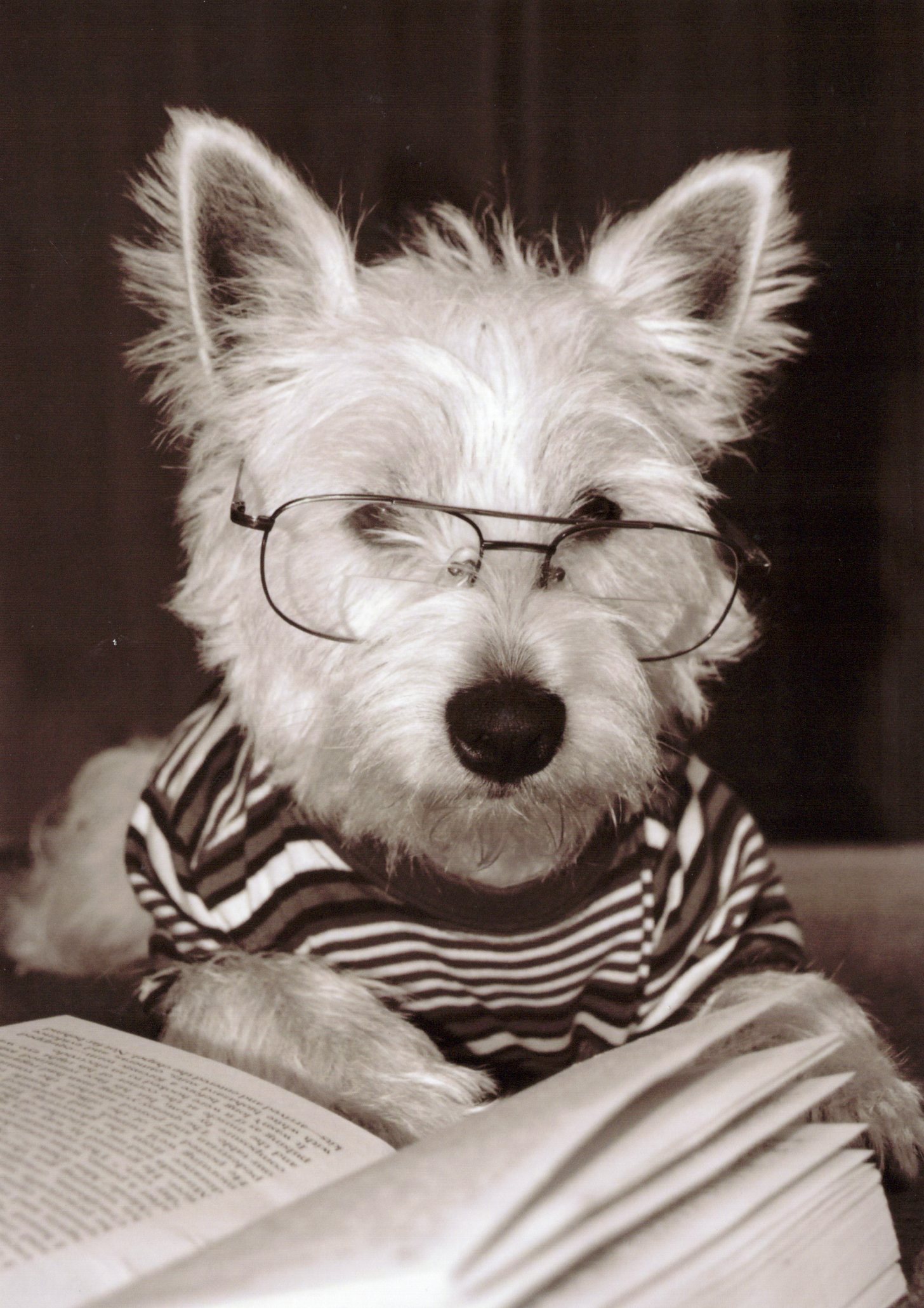 Westie wearing glasses and reading an open book