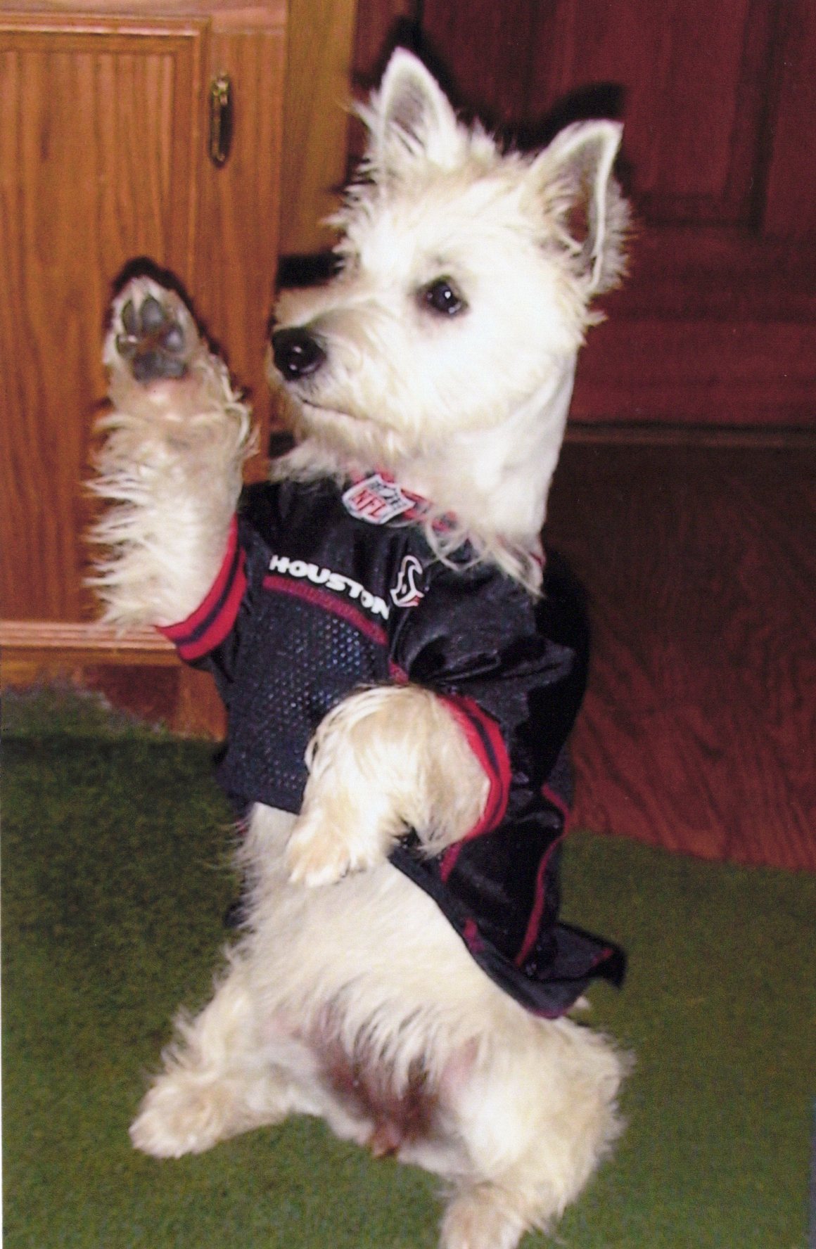 Westie in a Houston Texans jersey standing and waving a paw