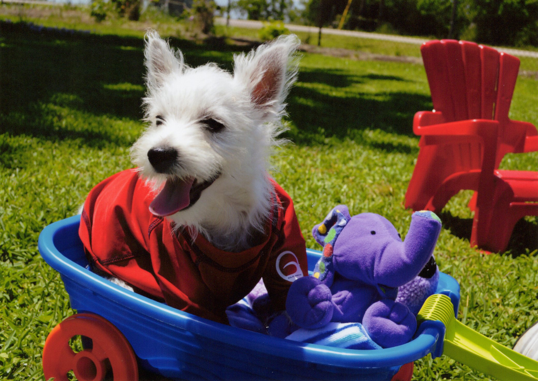 Westie puppy in a red shirt riding in a blue wagon with a toy elephant