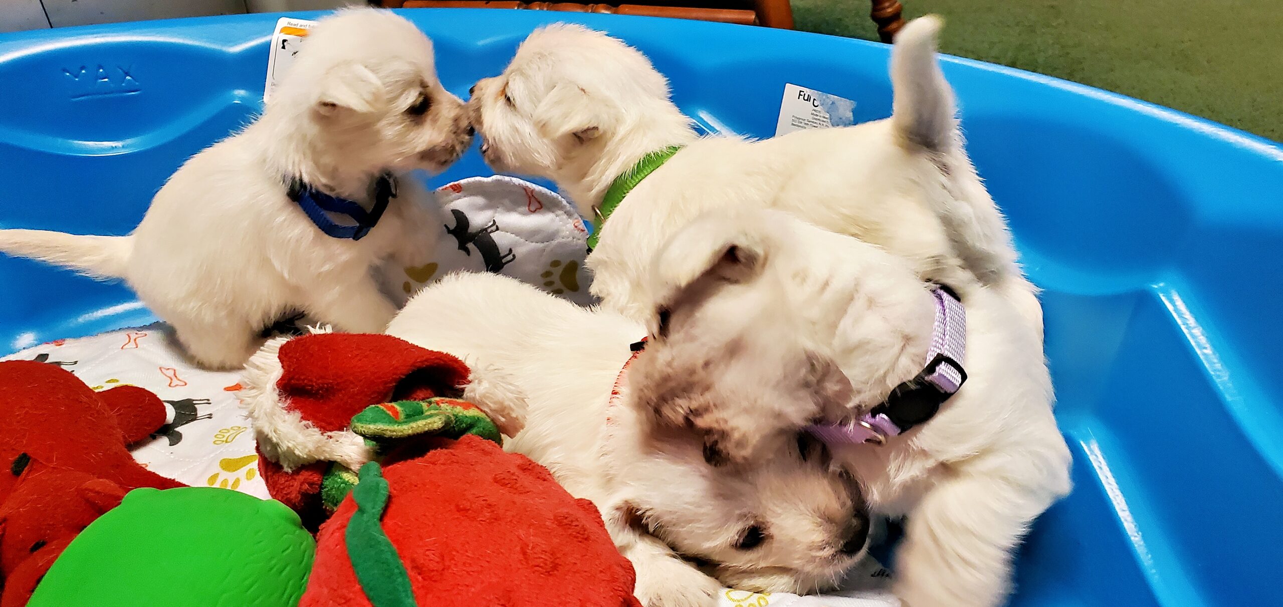 West Highland White Terrier from KJ's Westie Champs