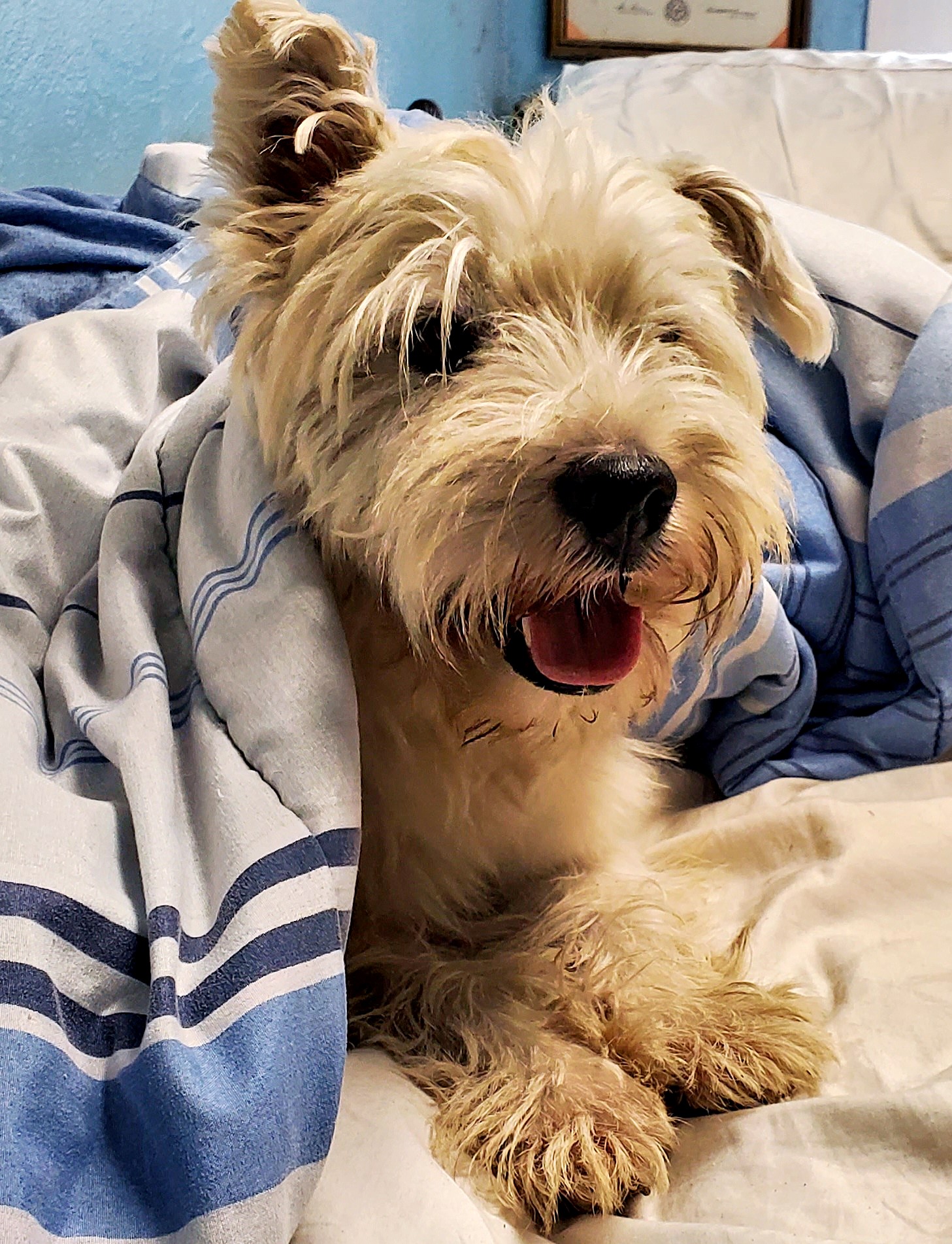 Westie with a soft, fluffy coat
