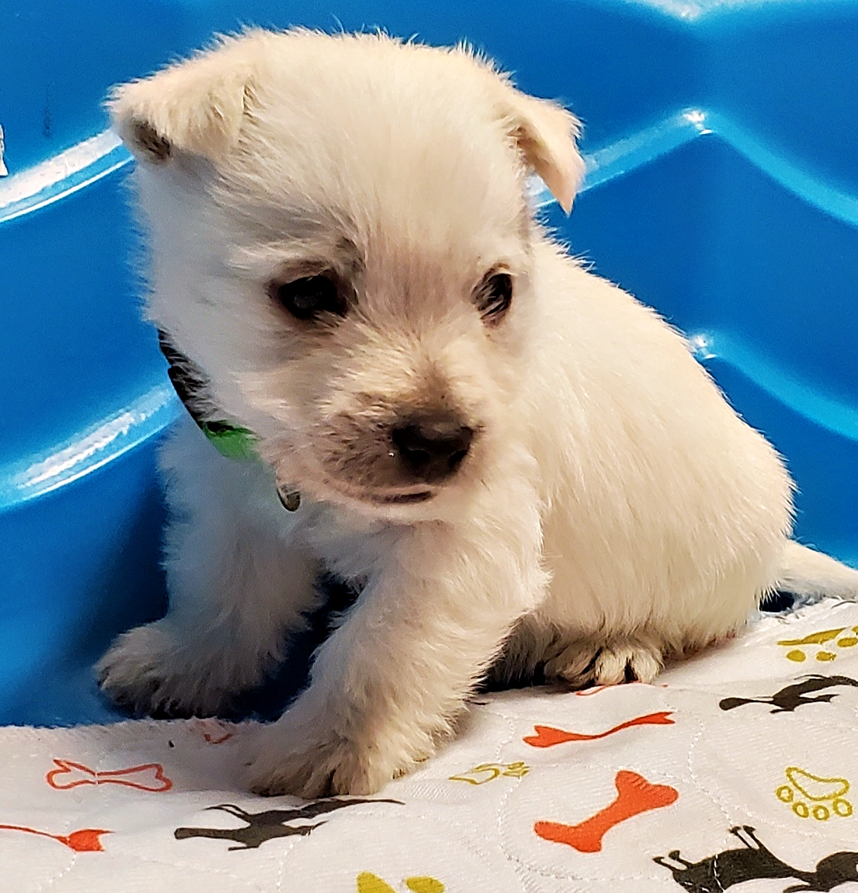West Highland White Terrier